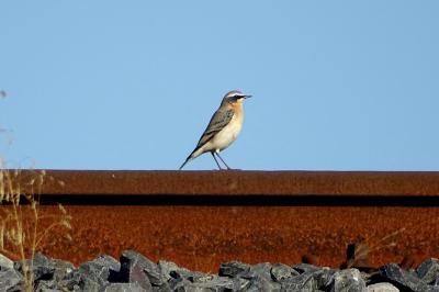 Traquet motteux Oenanthe oenanthe (Linnaeus, 1758)