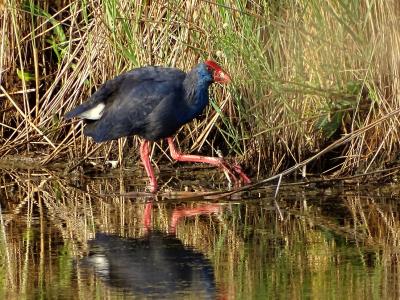 Poule sultane, Talève sultane, Porphyrion bleu Porphyrio porphyrio (Linnaeus, 1758)