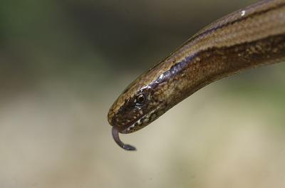Orvet Anguis Linnaeus, 1758