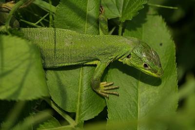 Lézard vert Lacerta bilineata Daudin, 1802