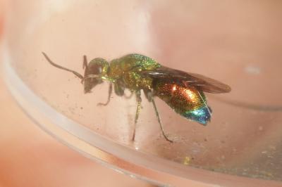  Stilbum cyanurum (Forster, 1771)
