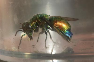  Stilbum cyanurum (Forster, 1771)
