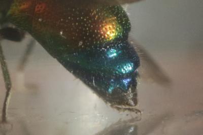  Stilbum cyanurum (Forster, 1771)