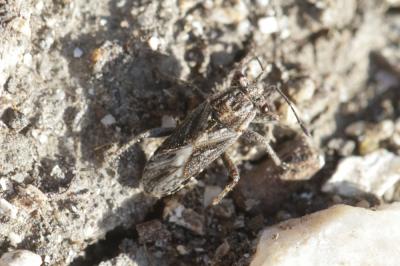  Henestaris laticeps (Curtis, 1836)