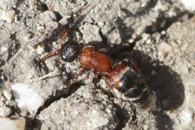  Myrmosa atra Panzer, 1801