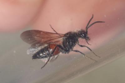  Mutillidae Latreille, 1802