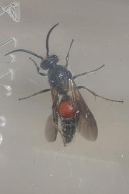  Mutillidae Latreille, 1802
