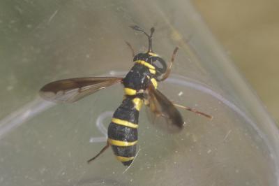  Ceriana vespiformis (Latreille, 1804)