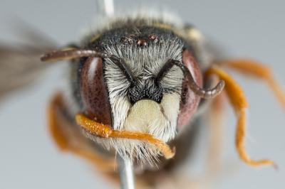  Pseudoanthidium nanum (Mocsáry, 1881)