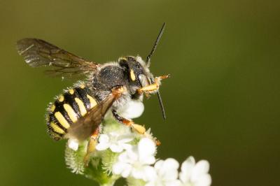  Anthidium oblongatum (Illiger, 1806)