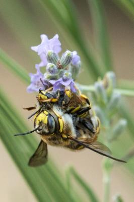 Abeille cotonnière, Anthidie cotonnière Anthidium manicatum (Linnaeus, 1758)