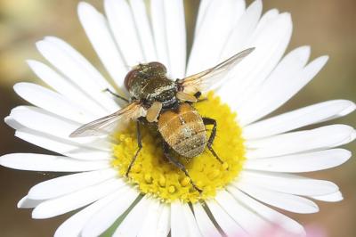  Clytiomya continua (Panzer, 1798)