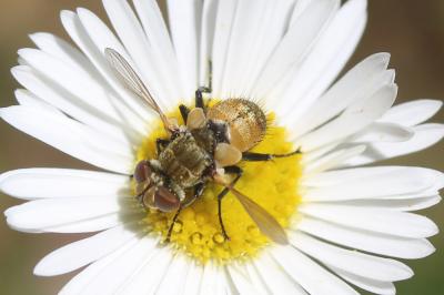  Clytiomya continua (Panzer, 1798)