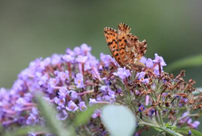 Petite Violette (La), Nacré violet (Le) Boloria dia (Linnaeus, 1767)