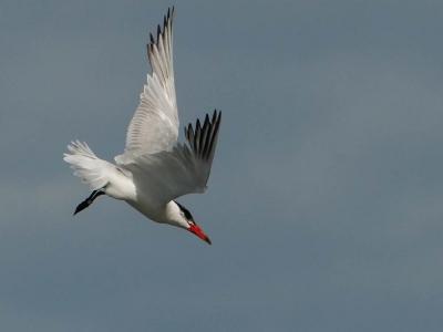Sterne caspienne Hydroprogne caspia (Pallas, 1770)