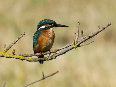 Martin-pêcheur d'Europe Alcedo atthis (Linnaeus, 1758)