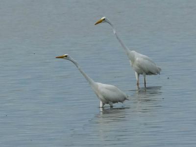 Grande Aigrette Ardea alba Linnaeus, 1758