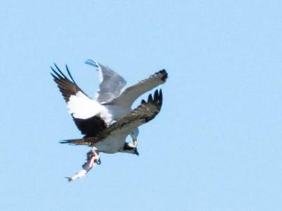 Balbuzard pêcheur Pandion haliaetus (Linnaeus, 1758)