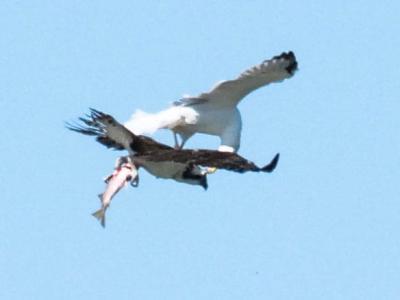 Balbuzard pêcheur Pandion haliaetus (Linnaeus, 1758)