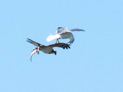Balbuzard pêcheur Pandion haliaetus (Linnaeus, 1758)