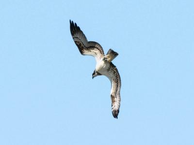 Balbuzard pêcheur Pandion haliaetus (Linnaeus, 1758)