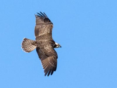 Balbuzard pêcheur Pandion haliaetus (Linnaeus, 1758)