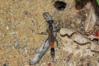  Ammophila sabulosa (Linnaeus, 1758)