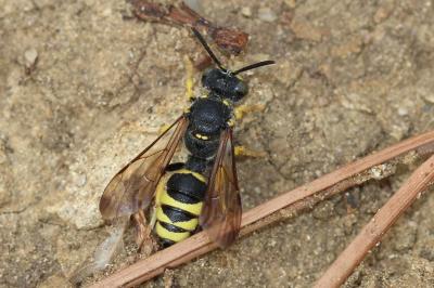  Cerceris bupresticida Dufour, 1841