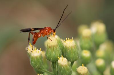  Cremnops desertor (Linnaeus, 1758)