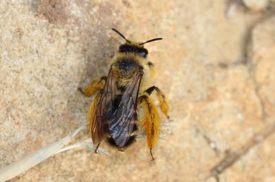  Dasypoda hirtipes (Fabricius, 1793)