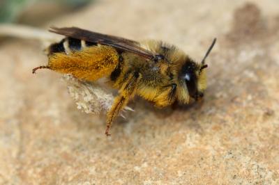  Dasypoda hirtipes (Fabricius, 1793)