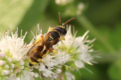  Cerceris sabulosa (Panzer, 1799)