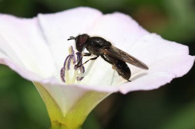  Heringia heringi (Zetterstedt, 1843)