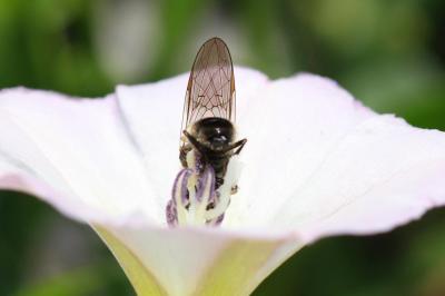  Heringia heringi (Zetterstedt, 1843)