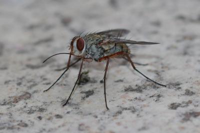  Prosena siberita (Fabricius, 1775)