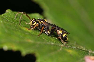 Listrodromus nycthemerus (Gravenhorst, 1820)