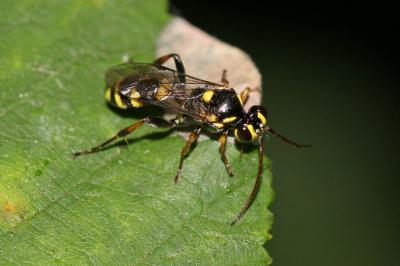  Listrodromus nycthemerus (Gravenhorst, 1820)