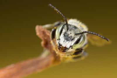  Megachile pilidens Alfken, 1924