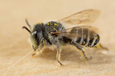  Megachile pilidens Alfken, 1924