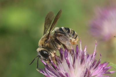 Eucère taurique Eucera taurica Morawitz, 1871