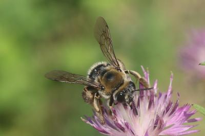 Eucère taurique Eucera taurica Morawitz, 1871