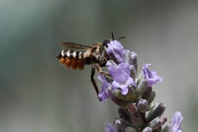  Megachile albisecta (Klug, 1817)