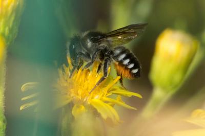  Megachile octosignata Nylander, 1852