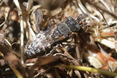  Oxybelus uniglumis (Linnaeus, 1758)