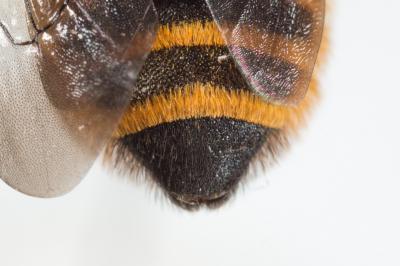  Megachile melanopyga Costa, 1863