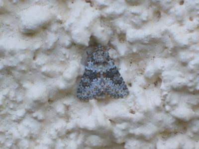 Noctuelle dysodée (La) Hecatera dysodea (Denis & Schiffermüller, 1775)