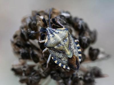  Codophila varia (Fabricius, 1787)