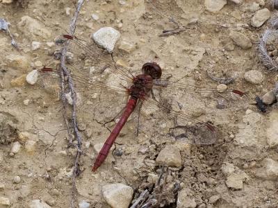 Sympétrum méridional (Le) Sympetrum meridionale (Selys, 1841)