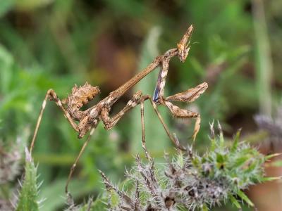 Empuse commune, Diablotin Empusa pennata (Thunberg, 1815)