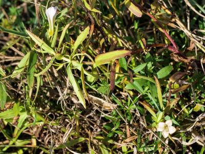 Gratiole officinale, Herbe au pauvre homme Gratiola officinalis L., 1753
